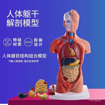 人體模型28CM軀幹人體內臟心臟解剖模型敎具骨骼 XE1N