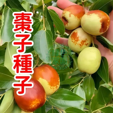 🌱 【棗子種子】 居家陽台盆栽首選！結實累累、果甜多汁，高發芽率自然培育，體驗種植樂趣！限量搶購，快來打造專屬果園！