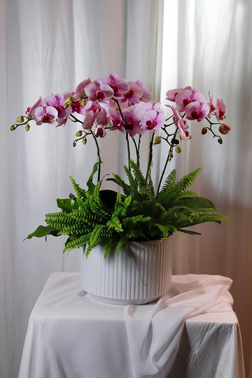 【送禮】 粉雪(大) 蝴蝶蘭盆栽 開幕送禮 升遷送禮 過年花禮 蘭花