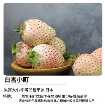 🍓白雪小町草莓種子 台灣現貨 白草莓種子 稀有品種 果苗 陽台盆栽 四季可種 家庭農場 療癒種植 香氣濃郁 好照顧