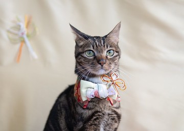 【振袖・きもの系列】新年 寵物領巾 貓咪/狗狗 和風 女生款 - 赤