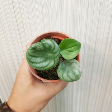 P老闆園藝~西瓜皮椒草 3吋盆