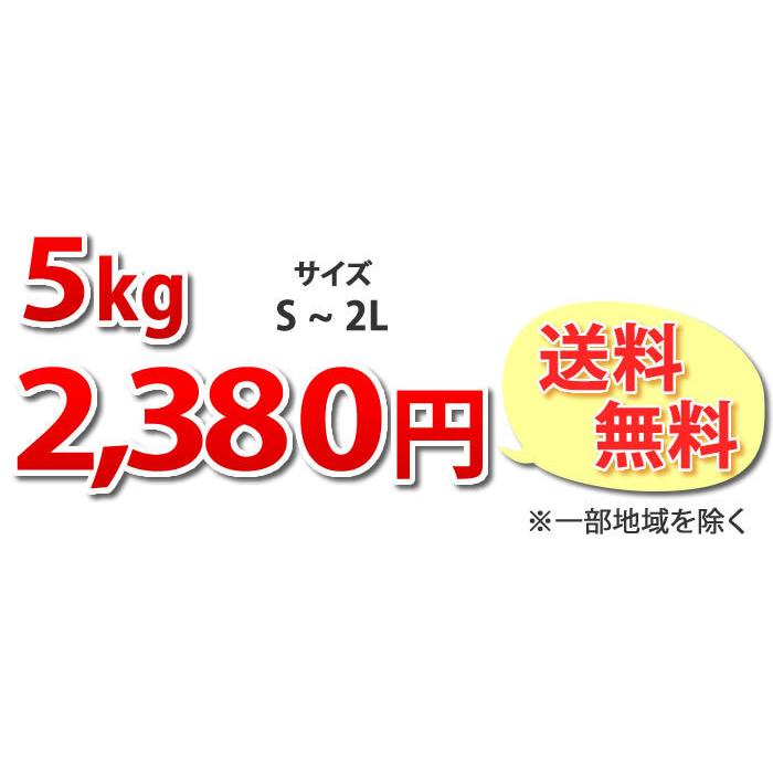 みかん 送料無料 秀品 5kg 絶品の熊本みかん ギフト 贈り物 熊本県産  3セット購入で1セット分おまけ付き 極早生 早生 温州