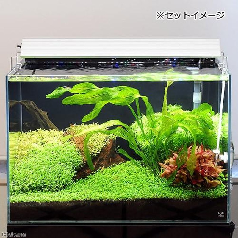 Chihiros WRGB2 30cm アクアリウム 水槽 LED 照明 ライト - 魚用品/水草