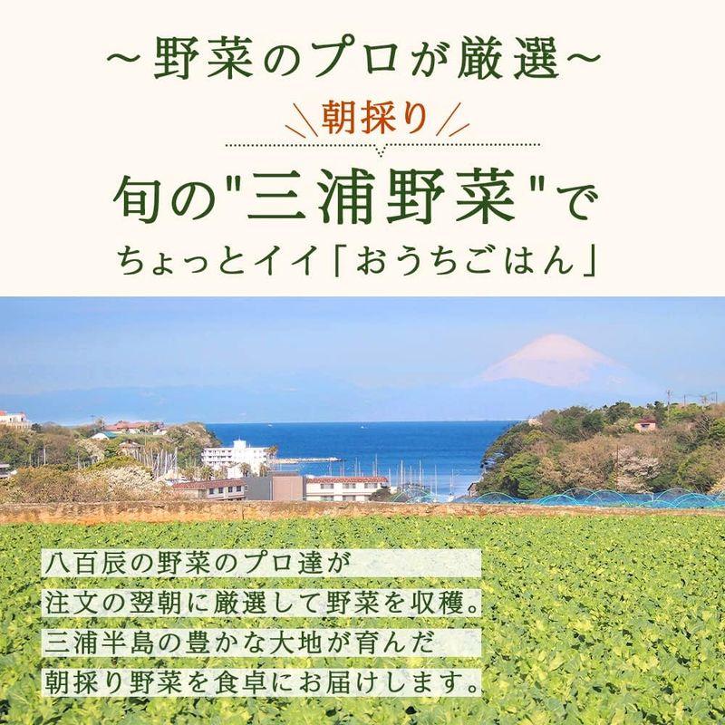 朝採り三浦野菜市場 三浦野菜 セット 5種前後 お取り寄せ大賞 金賞受賞 セット お取り寄せグルメ