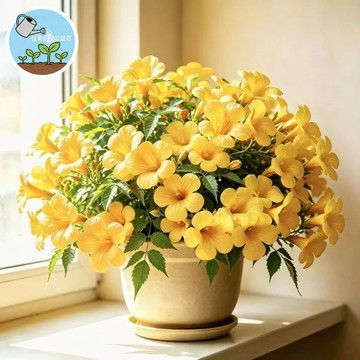 夏季新品！浓香大花蕃星種子 阳台盆栽，四季开花驱蚊绿植，客厅卧室净化空气，好养易活 陽台花卉推薦