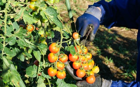 旬 野菜 新鮮 減農薬 5種類 以上 詰め合わせ セット 産地直送 キャベツ ブロッコリー カリフラワー レタス こまつな 玉ねぎ さつま芋 オクラ いんげん えだまめ 落花生 柿 みかん 白菜 トマト きゅうり なす とうもろこし ズッキーニ トレビス サニーレタス