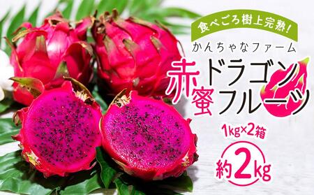 2024年発送　奄美大島産 食べごろ樹上完熟『赤蜜ドラゴンフルーツ』1kg×2箱セット＜北海道・沖縄県配送不可＞