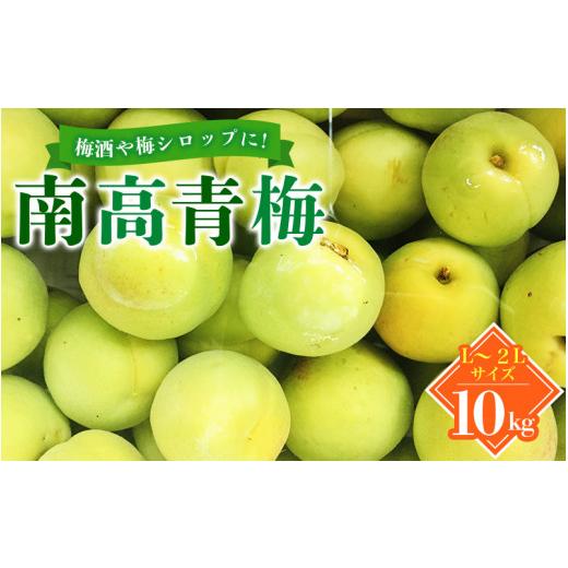 ふるさと納税 和歌山県 紀美野町 L〜2Lサイズおまかせ 紀美野町産 南高青梅 10kg／