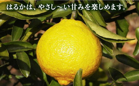 糸島産 旬の柑橘詰め合わせセット 糸島市   シーブ 紅八朔 ネーブル はるか [AHC062]