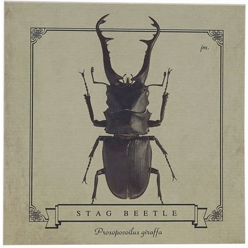 ギラファノコギリクワガタ メモ帳 ブロックメモ 昆虫標本シリーズ ジェイエム 文房具 電話メモ ステーショナリー グッズ 通販 Lineポイント最大0 5 Get Lineショッピング