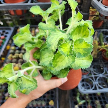 P老闆園藝~黃中斑左手香 黃斑左手香 3吋盆 5吋盆 多肉植物