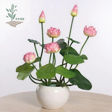 🔥青禾園藝（睡蓮種子） 水培水養碗蓮盆栽 池塘植物 水生荷花根塊種根 耐寒禪意花卉種籽食用藕種#台灣出貨