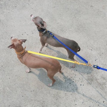 多功能經典寵物皮帶連接器可調節長度的短皮帶，適用於狗和貓。