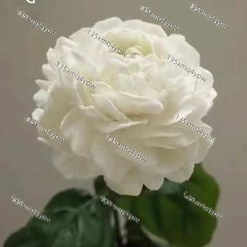 台灣現貨 稀有茉莉花種子大全（100粒）超低價 茉莉花 種子 四季開花 室內 陽臺 庭院 易種盆栽 花卉 綠植花卉種子