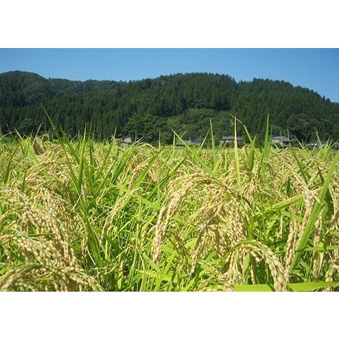 令和5年度産 新米 新潟県 加茂産 特別栽培米 こしひかり 4kg 送料無料 新潟県産こしひかり 食品