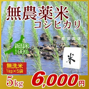 お米 5kg 無洗米 農薬不使用米 希少米コシヒカリ (1kg×5袋) エコ梱包 令和5年産 新米   1kg小分け 米 新潟米 ブランド米 アイガモ農法