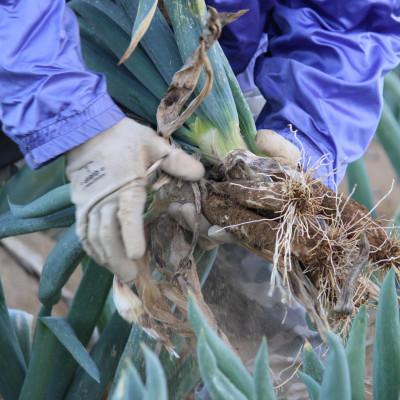 ふるさと納税 下仁田町 別名“殿様ねぎ”　大澤農園の下仁田葱(M 25本)