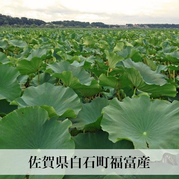 れんこん 無農薬 4キロ 自然農法 無化学肥料 除草剤不使用 レンコン 蓮根 佐賀県白石産