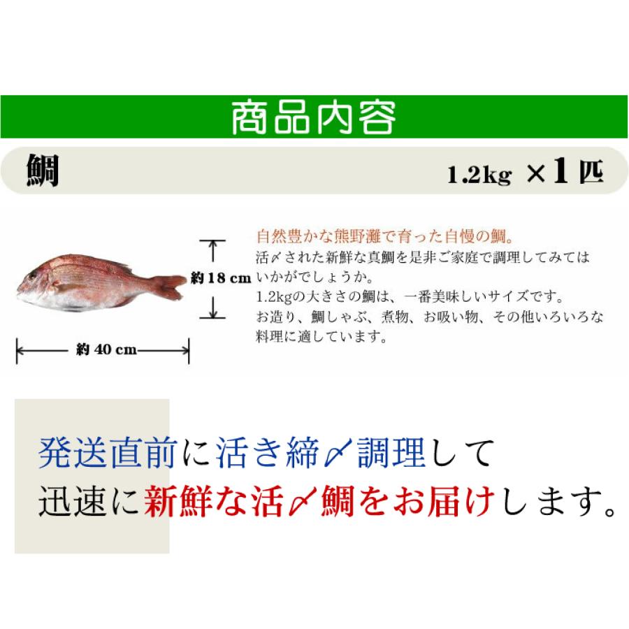 活〆 真鯛 標準サイズ 1尾  1.2kg　[魚介類]