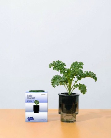 自己種 沙律菜系列: Veggroom 水耕羽衣甘藍種植套裝