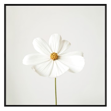 菠蘿選畫所 白色小雛菊 BFFB6611B 60 x 60cm 畫框  60 x 60 cm  黑色