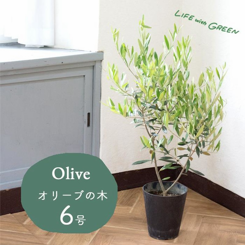 オリーブの木 品種おまかせオリーブ6号鉢 かごなし 観葉植物
