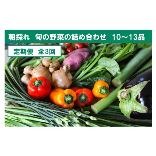 ふるさと納税 高知県 土佐市 『定期便』全3回旬の野菜詰め合わせ10〜13品目