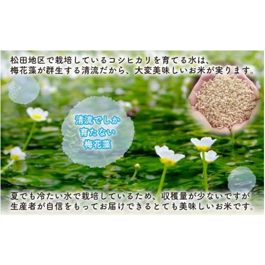 ふるさと納税 福井県 勝山市 令和5年産 梅花藻が群生する清流で育てたコシヒカリ（玄米 5kg） [A-040019]