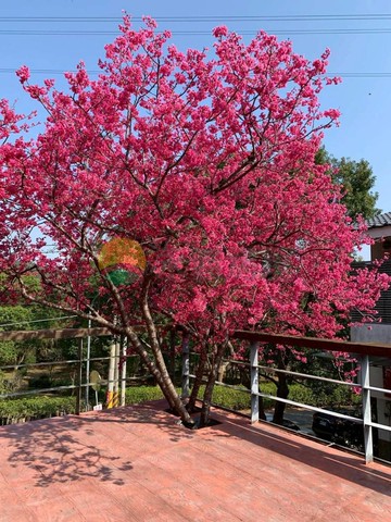 三義木雕館6米大面寬大地坪櫻吹雪臨路邊間店住｜苗栗縣三義鄉八股路