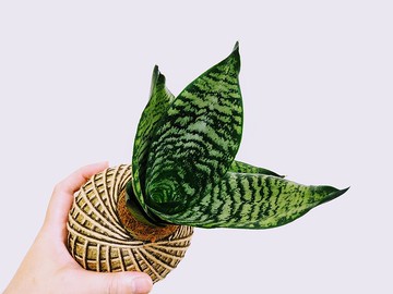 銀脈虎尾蘭苔球│室內植物│陽台植物│觀葉植物