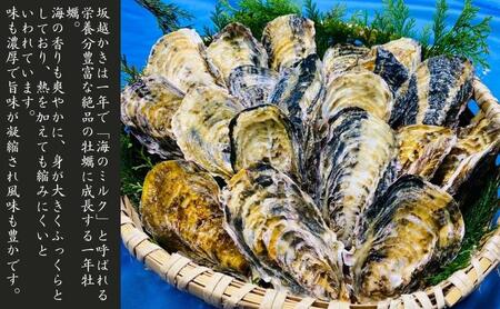 牡蠣 生食用 坂越かき 殻付き 45～50個[ 生牡蠣 真牡蠣 かき カキ 冬牡蠣