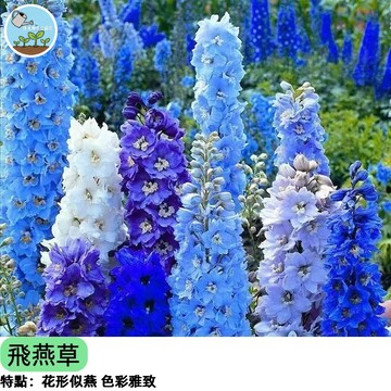 💙【飛舞的燕子】飛燕草種子 翠雀花 高貴藍紫花海 蜜源植物 切花盆栽 全日照易種 四季好養新手 簡單種植