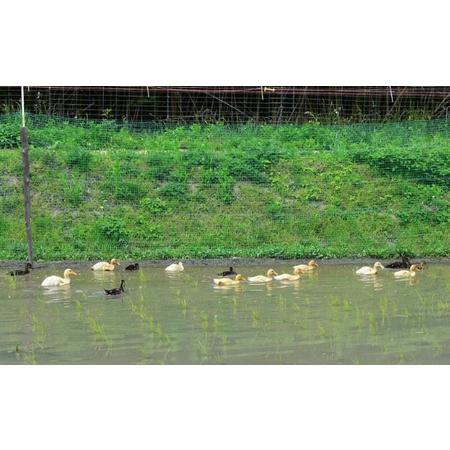 ふるさと納税 香川県産コシヒカリ（自然農法 合鴨米 3kg）玄米 香川県東かがわ市