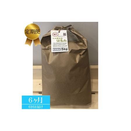 ふるさと納税  志村屋米穀店 令和5年産新米小田原市産　はるみ　新米　5kg＜出荷時期：10月中旬より順次出荷開始＞ 神奈川県小田原市