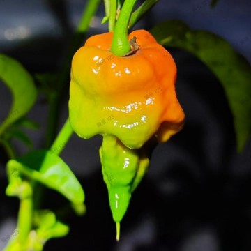 🌶️（娜迦蝰蛇 辣椒種子）新種上市 (極辣）庭院陽台盆栽種植 株高可達120CM 香氣和味道都是果味的