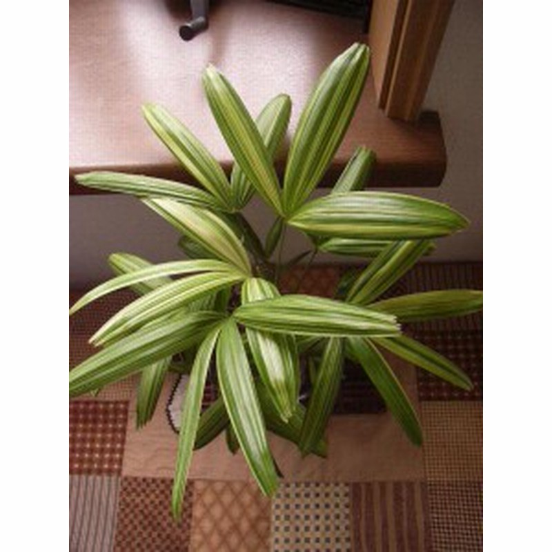 送料無料 大阪2 観葉植物 観音竹 綾錦 送料無料 通販 Lineポイント最大get Lineショッピング