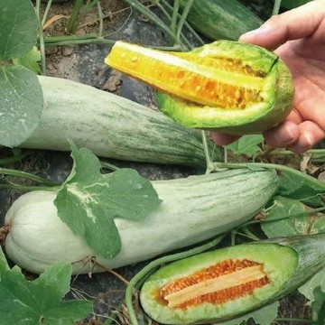 🍈（15款 甜瓜種子） 水果種子  羊角蜜種子 白沙蜜 綠寶石 水果樹 四季陽台田園盆栽種植水果種子