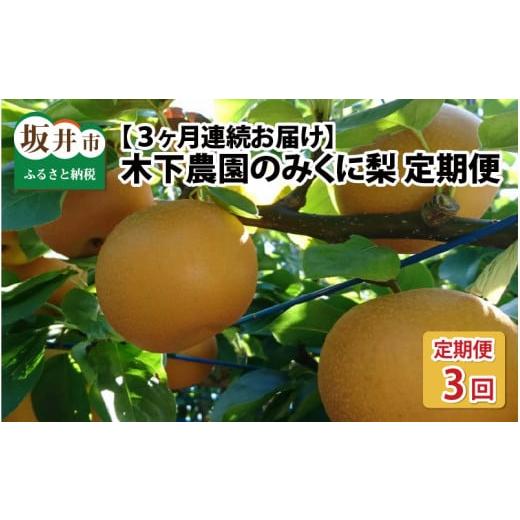 ふるさと納税 福井県 坂井市 木下農園のみくに梨 「こだわり梨の定期便」5kg (10〜12玉) × 3回【2024年8月中旬以降順次発送…