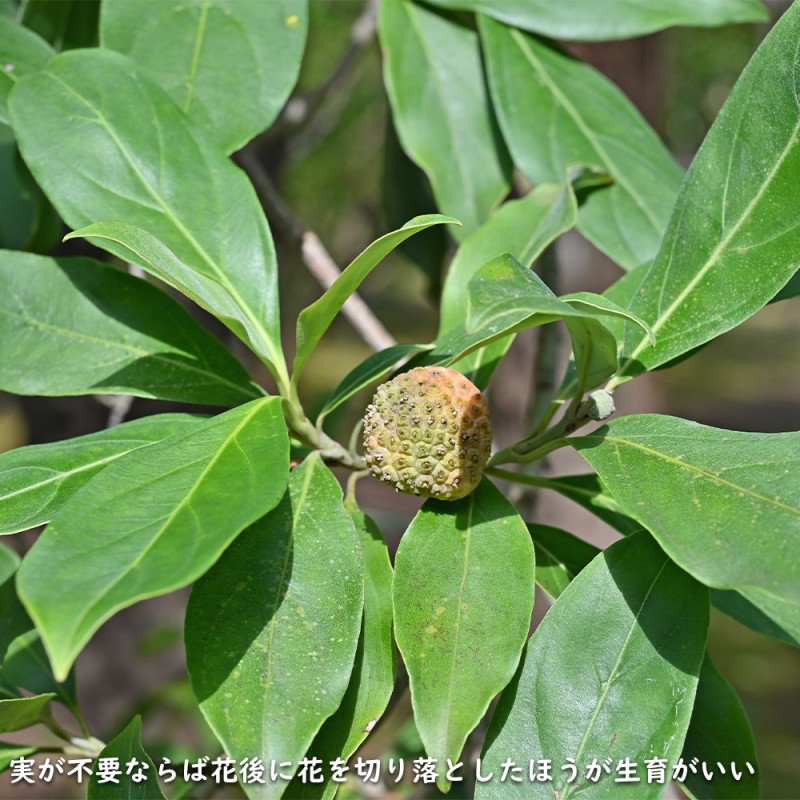 常緑ヤマボウシ 株立ち 1.2m 露地 苗 | LINEショッピング