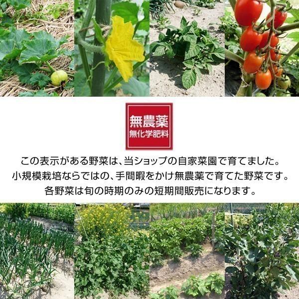 おまかせ 無農薬 旬野菜セット10種類以上と手づくり塩麹［送料無料］■期日指定不可・翌日受取限定 ※時間指定にご注意ください■