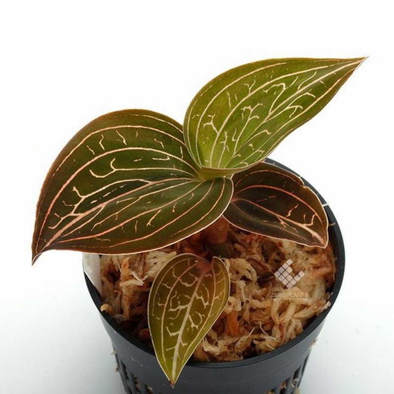 Anoectochilus Chapaensis アネクトキルス チャパエンシス 1ポット ジュエルオーキッド 通販 Lineポイント最大0 5 Get Lineショッピング