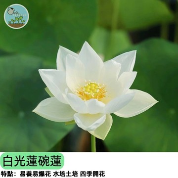🌿【陽台開花神器】白光蓮碗蓮種子 白色重瓣荷花 迷你蓮花 陽台水耕盆栽 四季可種 開花快
