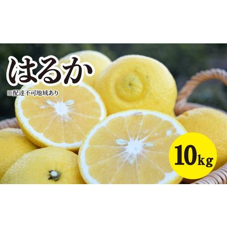 ふるさと納税 みかん 2023年3月中旬以降発送 濃厚な甘みに驚愕！ 瀬戸内の はるか ＜約10kg＞ 広島 三原 佐木島 鷺島みかんじま 広島県三原市