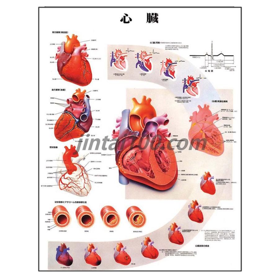 「心臓」 医学ポスター ポスターB2サイズ  人体解剖学図ポスター 医学チャート