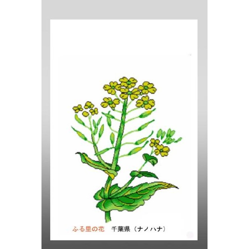 花 イラスト ポストカード 絵葉書 イラスト画 ふる里の花 千葉県 ナノハナ 通販 Lineポイント最大0 5 Get Lineショッピング