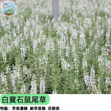 🤍【稀有夢幻品種】白寶石鼠尾草種子 白色花朵/銀灰葉片 療癒盆栽 花境切花 乾燥花素材 蜜源植物 陽台花園可種 新手推薦