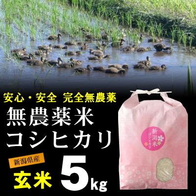 玄米 農薬無使用 コシヒカリ 5kg   希少米 合鴨農法 新潟 岩船産 令和5年産 新米   人気 おいしい 新潟米 こしひかり 送料無料