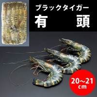 有頭ブラックタイガー 25尾 エビ 1.3KG 冷凍