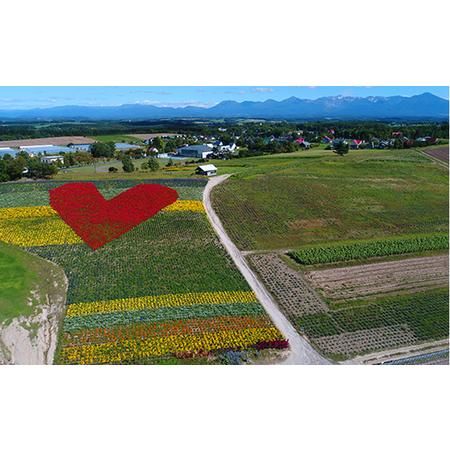 ふるさと納税 かんのファーム産 とうもろこし 食べ比べ 10本 セット(じゃがいも付) 北海道 上富良野町 とうもろこし トウモロ.. 北海道上富良野町